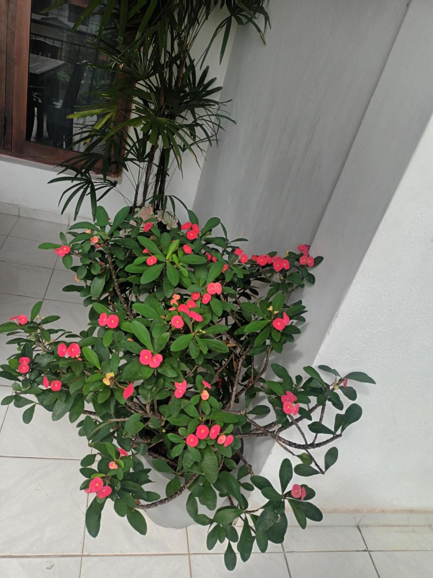 Lovely Flowers In Mount Lavinia Dehiwala-Mount Lavinia Ngoại thất bức ảnh
