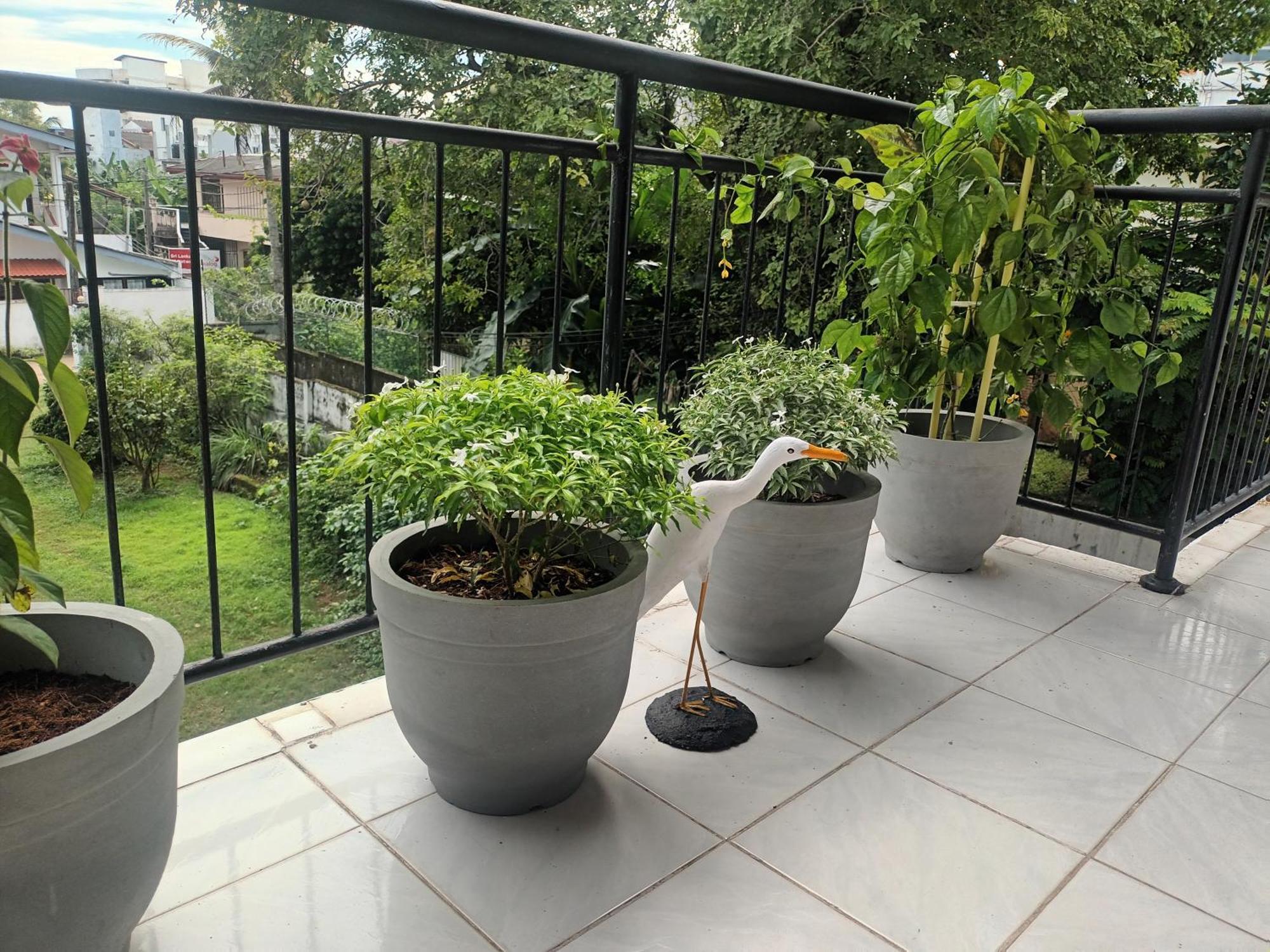 Lovely Flowers In Mount Lavinia Dehiwala-Mount Lavinia Ngoại thất bức ảnh