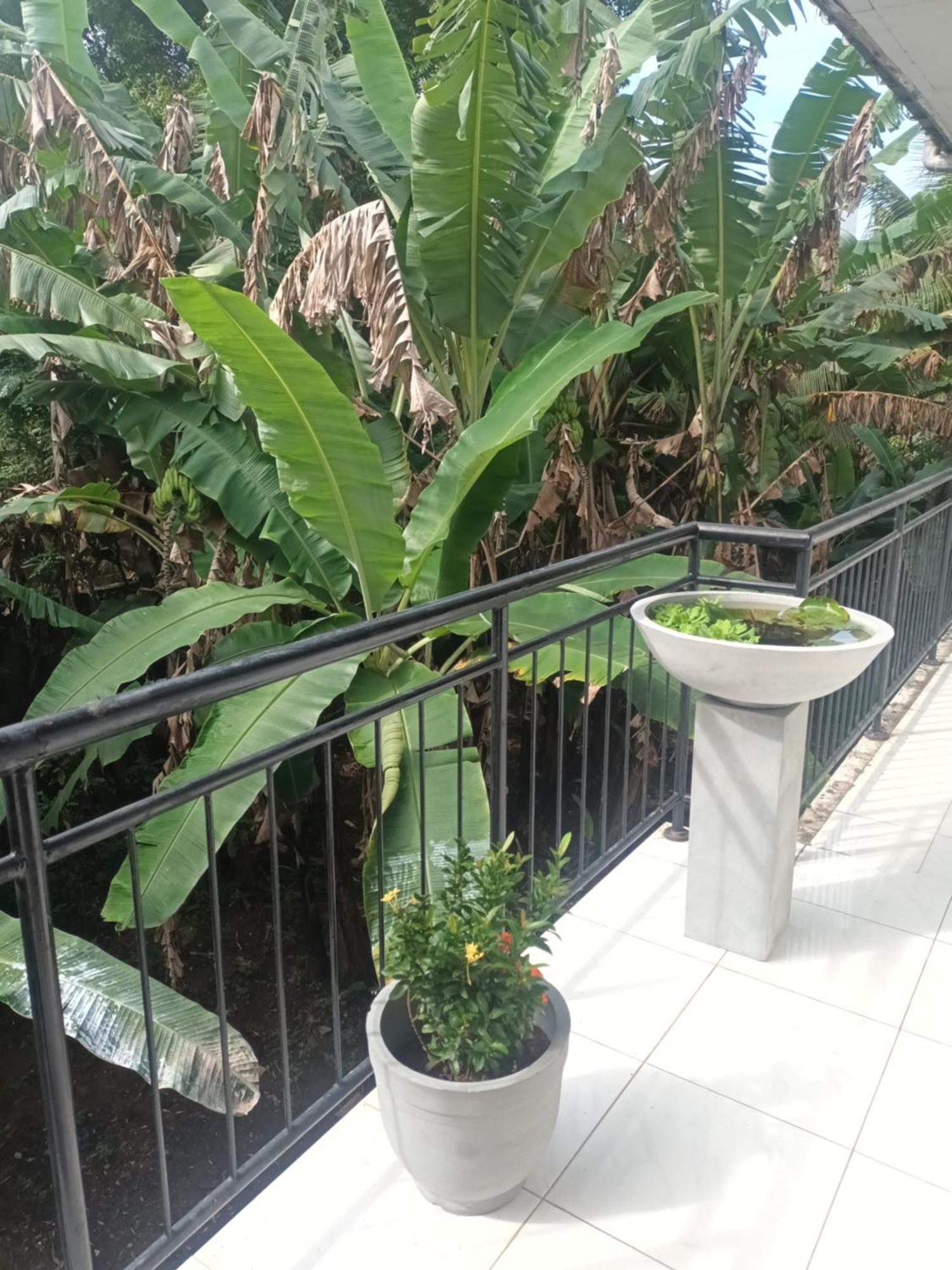 Lovely Flowers In Mount Lavinia Dehiwala-Mount Lavinia Ngoại thất bức ảnh